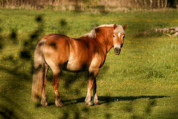 Obraz na płótnie Canvas A light brown horse on a sunlit green meadow, hiding behind a branch. Warm tones on a summer afternoon. Looking back, quietly standing.