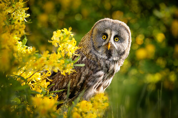 The great grey owl or great gray owl (Strix nebulosa) is a very large owl, documented as the...