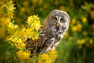 Gordijnen The great grey owl or great gray owl (Strix nebulosa) is a very large owl, documented as the world's largest species of owl by length. Often called as Phantom of the North. © janstria