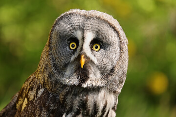The great grey owl or great gray owl (Strix nebulosa) is a very large owl, documented as the...