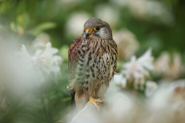 The common kestrel (Falco tinnunculus) is a bird of prey species belonging to the kestrel group of the falcon family Falconidae. It is also known as the European kestrel, Eurasian kestrel.