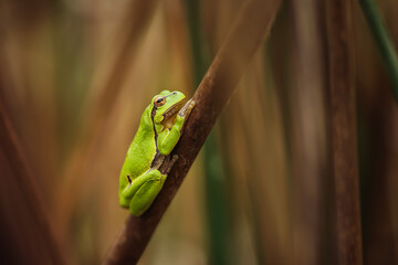 The European tree frog (Hyla arborea) is a small tree frog. As traditionally defined, it was found throughout much of Europe, Asia and northern Africa.