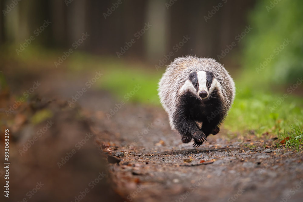 Poster european badger running on a forest path. wet and gloomy afternoon conditions. tree trunks and green