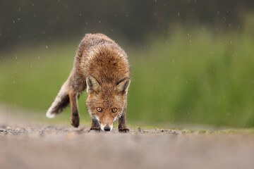 The red fox (Vulpes vulpes) is the largest of the true foxes and one of the most widely distributed members of the order Carnivora, being present across the entire Northern Hemisphere.