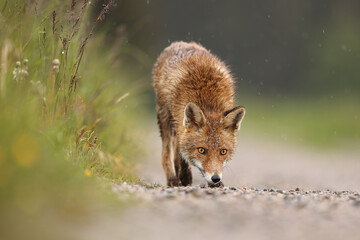 The red fox (Vulpes vulpes) is the largest of the true foxes and one of the most widely distributed members of the order Carnivora, being present across the entire Northern Hemisphere.