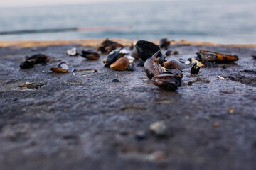 Sea shells on a stone slab on the seashore, close-up, sea is in the background