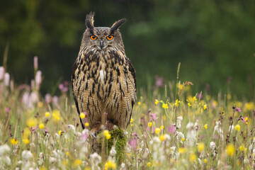 Bubo bengalensis, Indian eagle-owl is an amazing big owl. It is splashed with brown and grey, and...