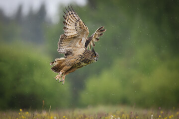 Bubo bengalensis, Indian eagle-owl is an amazing big owl. It is splashed with brown and grey, and has a white throat patch with black small stripes.
