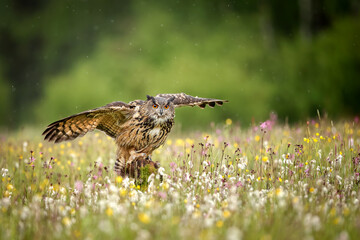 Bubo bengalensis, Indian eagle-owl is an amazing big owl. It is splashed with brown and grey, and...