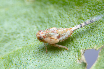 Close up of the Brown planthopper on green leaf in the garden. Macro of Nilaparvata lugens (Stal)...