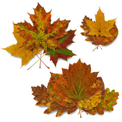 Fototapeta na wymiar Colorful autumn leaves in bunches