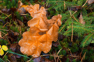 Oak leaves with raindrops. Autumn foliage in November against.