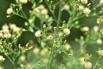 Dandelion seeds in the sunlight blowing away across a fresh green morning background. Hd image and large zise