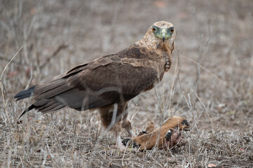 Immature Bateleur eagle looking up momentarily as he feasts on the remains of an impala scull
