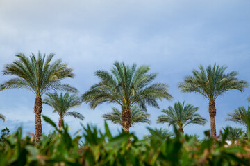palm trees against the blue sky, beautiful tropical background. Tourism concept