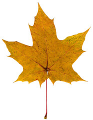 Colorful autumn plane leaf isolated on white