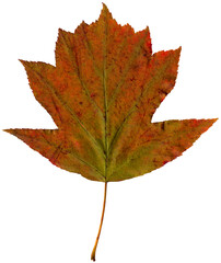 Colorful autumn plane leaf isolated on white