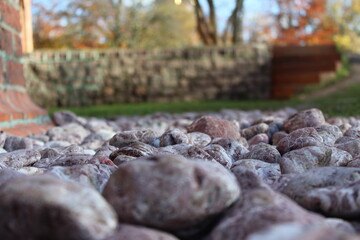 blueberries in the forest
