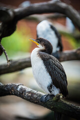 cormorant in the zoo