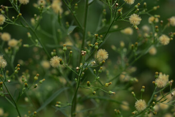 Dandelion seeds in the sunlight blowing away across a fresh green morning background. Hd image and large zise