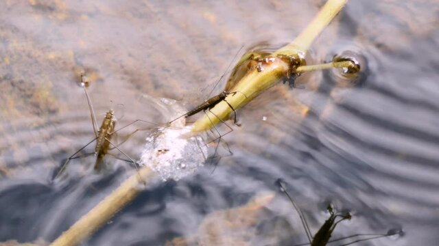 The Common Sandpiper or Gerris lacustris moves quickly over water surfaces