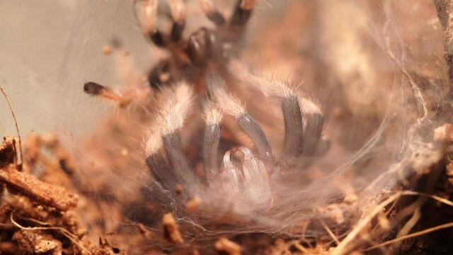 Close up view of molting Greenbottle blue sling, tarantula molting macro view.