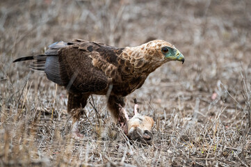 Immature Bateleur eagle looking up momentarily as he feeds on an impala scull