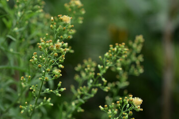 Dandelion seeds in the sunlight blowing away across a fresh green morning background. Hd image and large zise