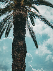Sonnenschein versteckt hinter Palmen mit dramatischem Himmel während des schönen warmen sonnigen Tages während des Urlaubs in Kroatien © Ondrej Hlavin