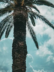 Sonnenschein versteckt hinter Palmen mit dramatischem Himmel während des schönen warmen sonnigen Tages während des Urlaubs in Kroatien © Ondrej Hlavin