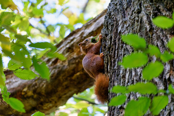 Red squirrel playing in the wood