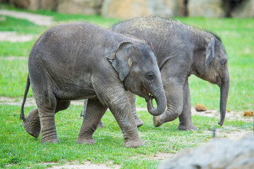 elephant babies in the zoo
