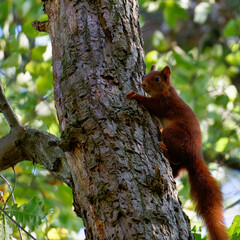 Red squirrel playing in the wood