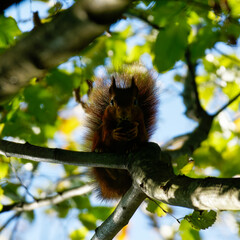 Red squirrel playing in the wood