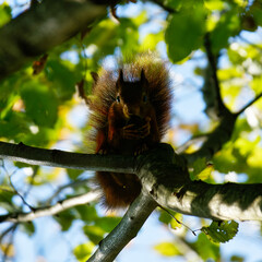 Red squirrel playing in the wood