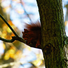 Red squirrel playing in the wood