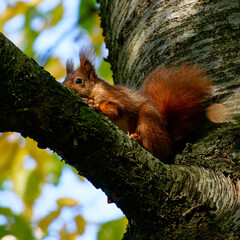 Red squirrel playing in the wood
