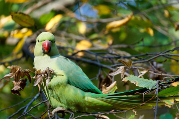 Rose-ringed parakeet