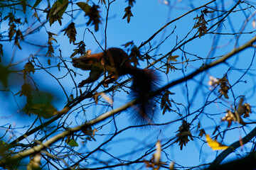 Red squirrel playing in the wood