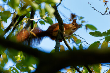 Red squirrel playing in the wood