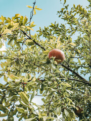 fresh pomegranate growing on a branch with colorful leaves