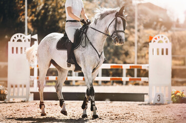 A grey, beautiful, elegant horse with a rider in the saddle stands on a sandy arena near a high...