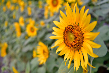 Fototapeta premium ひまわり