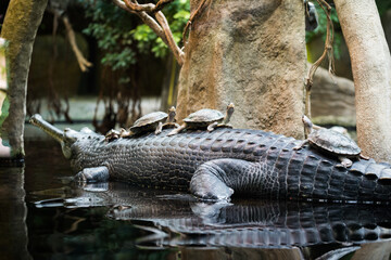 indian gavial in the zoo