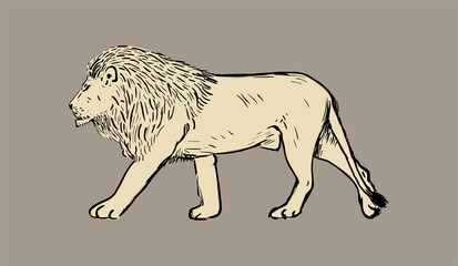 Hand drawn illustration of lion