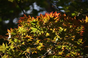 The autumn colorful red maple leaves in Sapporo Japan