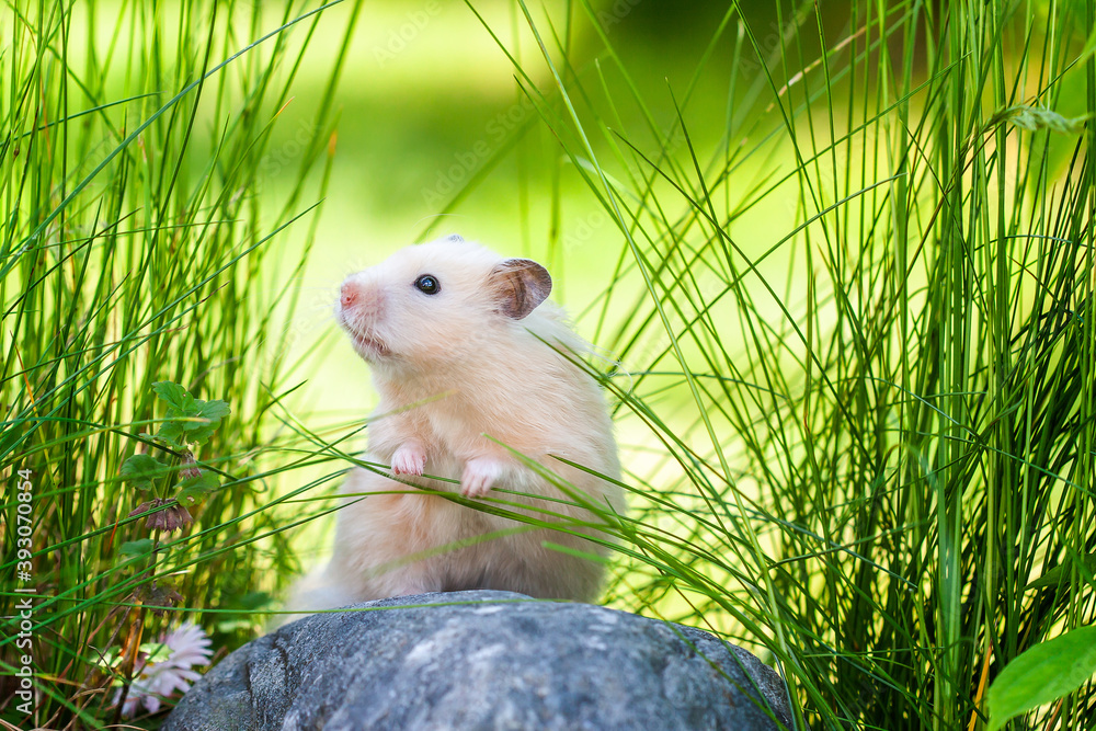 Wall mural cute hamster (syrian hamster) on a rock.