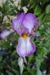 purple orchid flower