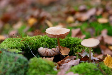 mushrooms on the moss