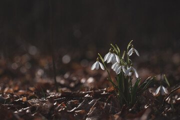 snowdrops in snow
